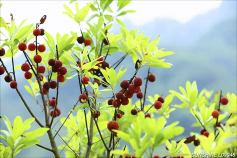 紅梅樹